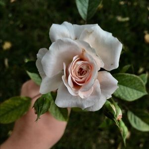 Meet your Posher, Sam